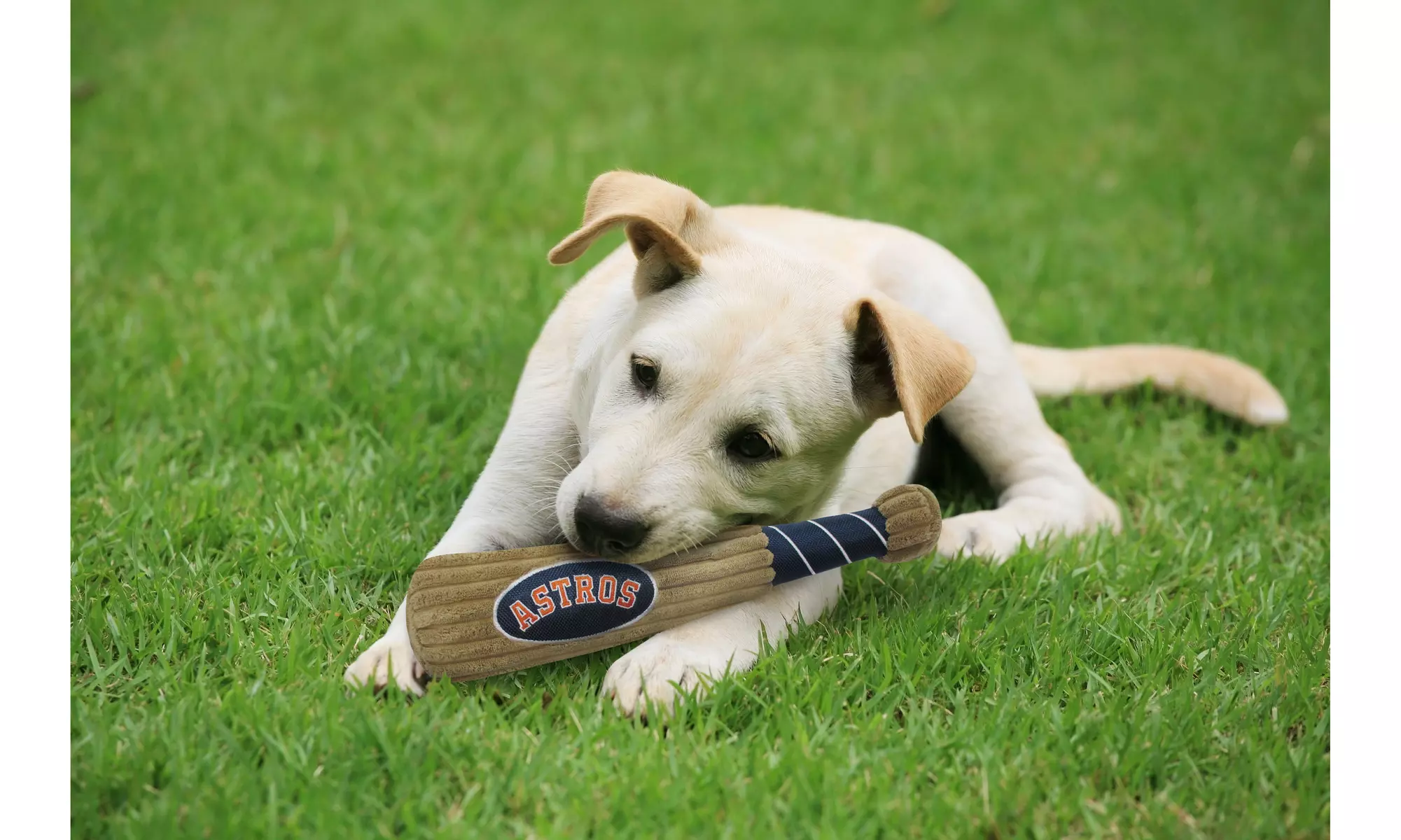 MLB DOG PET TOY - Plush Baseball Bat with Speaker That Says "Batter Up" - Primary Image