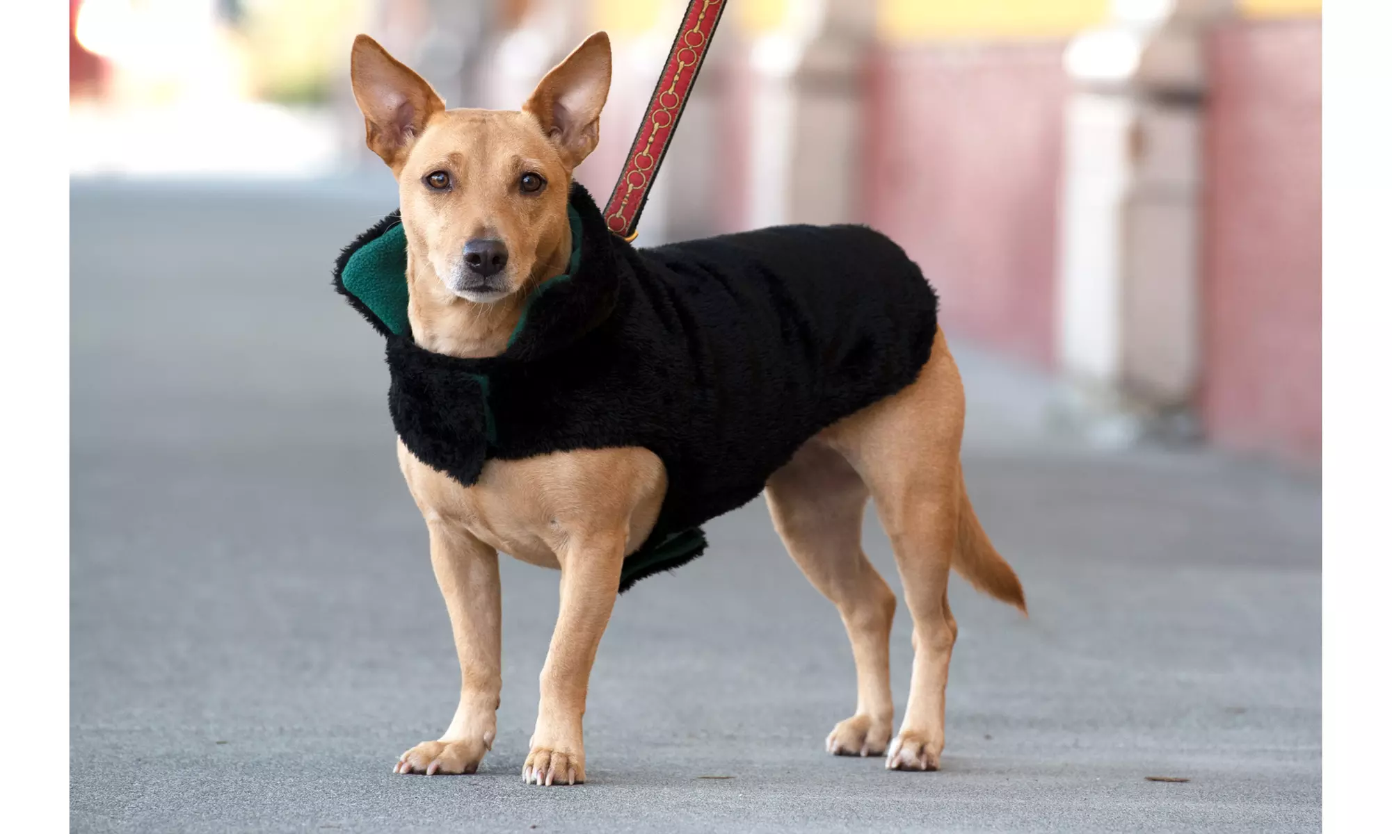 FurHaven Flex-Fit Faux Fur Warn and Cozy Reversible Dog Coat