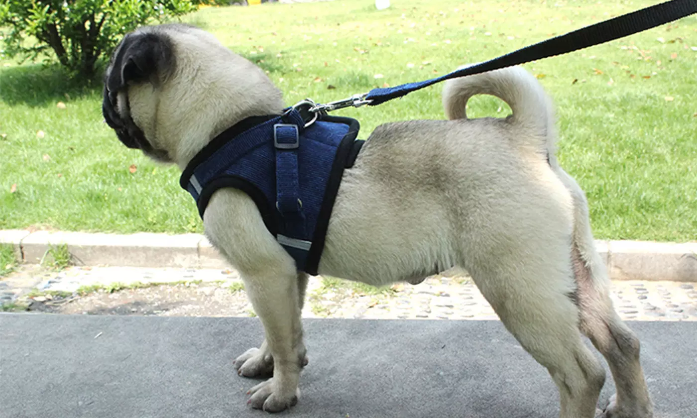 Windproof Reflective Dog Harness with Leash Set for Pet Walking