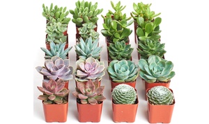 Shop Succulents Mini Succulent Assorted Live Plant Collection 20, 32, or 40 pack