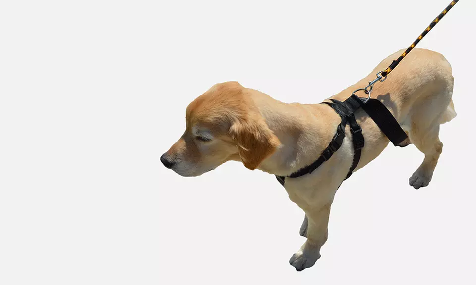 Premium Pet Dog Harness and Safety Seatbelt Car Restraint - Second Medium