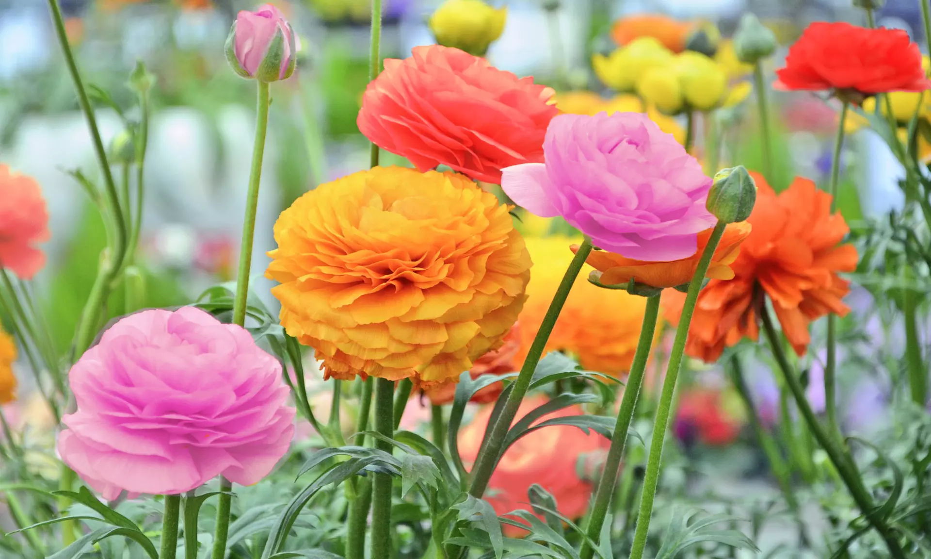 Radiant Ranunculus Colorful Mix Flower Bulbs(15, 30, 75-Pack with Planting Tool)