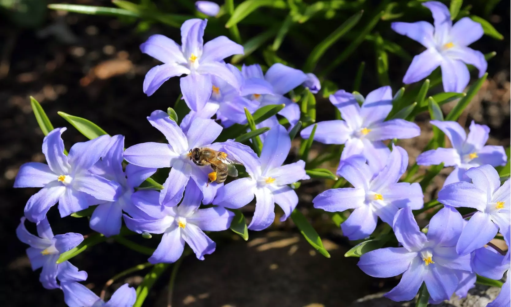 Gentle Glory of the Snow Flowers (15 , 30 , & 60 Bulbs with Planting Tool)