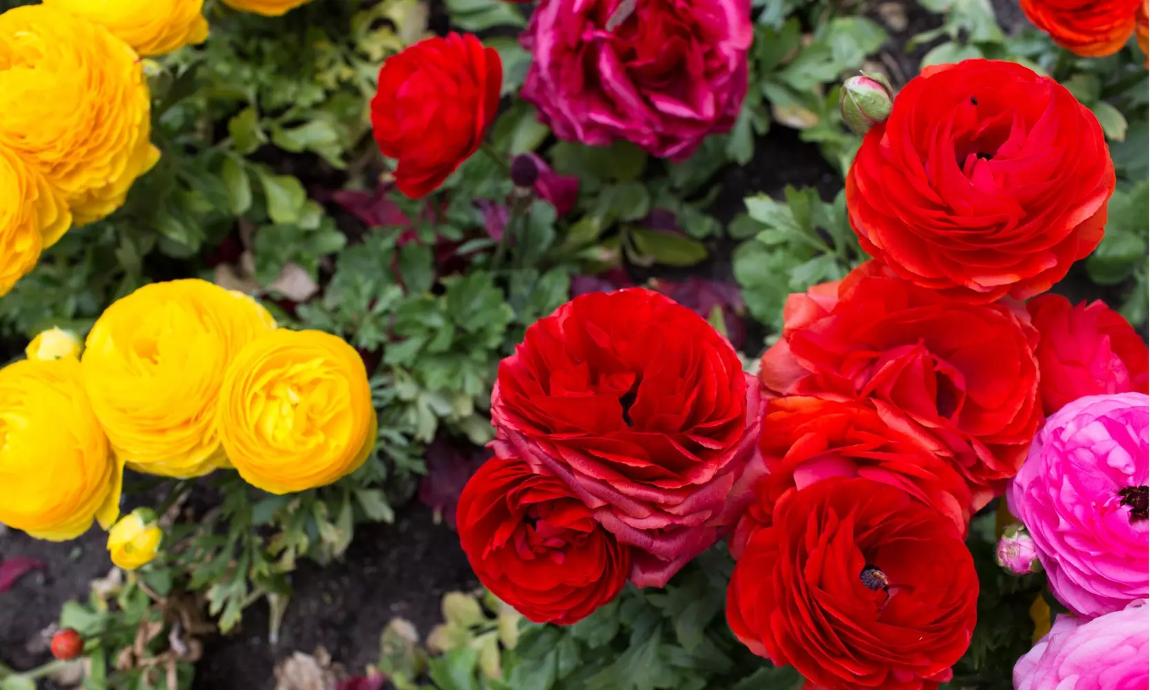 Radiant Ranunculus Colorful Mix Flower Bulbs(15, 30, 75-Pack with Planting Tool)