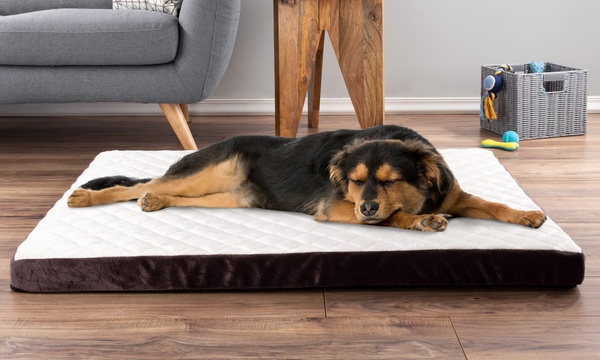 Groupon shops orthopedic dog bed