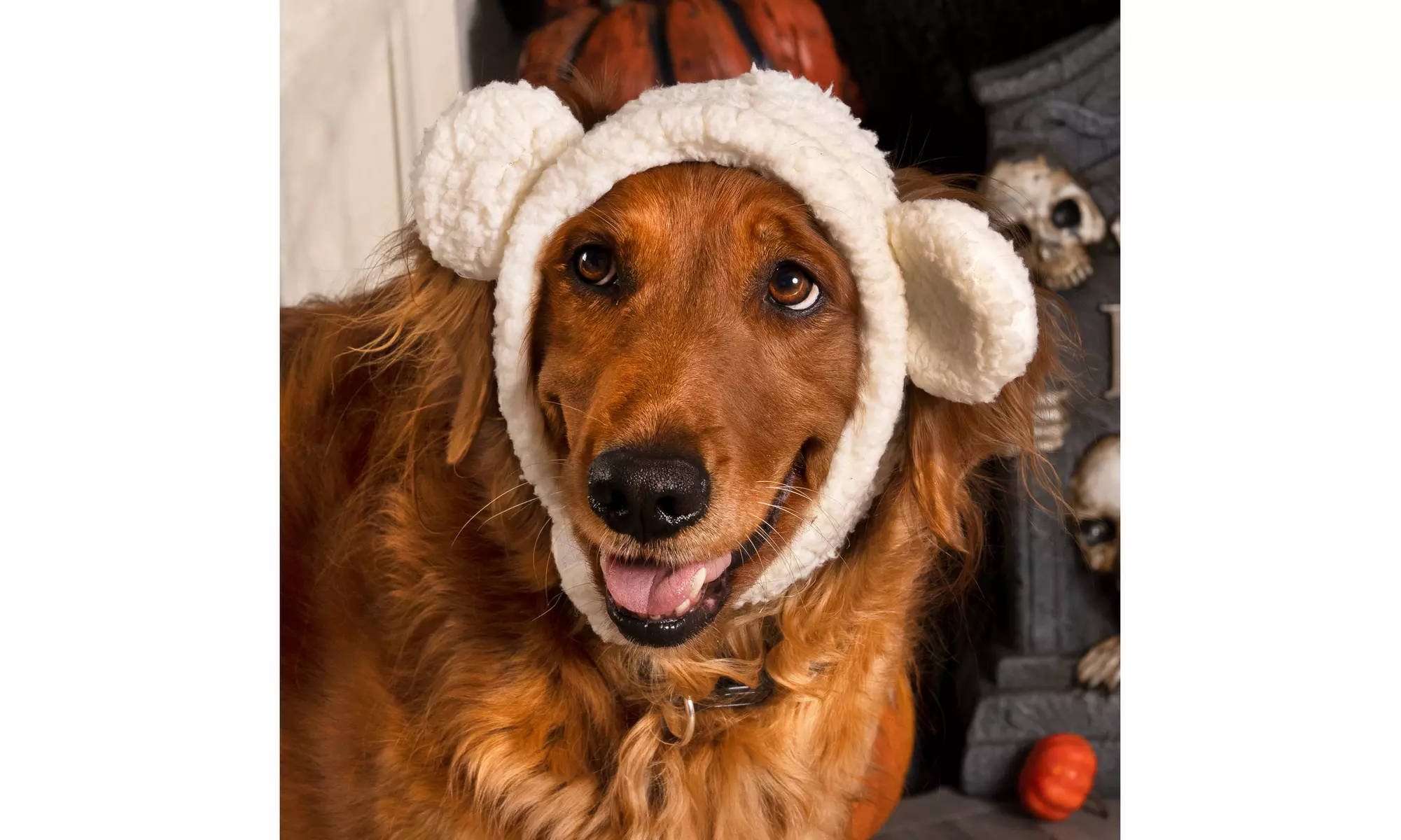 FurHaven Halloween Costume Flex-Fit Pet Costume Hat (Bat, Monster, Polar Bear)