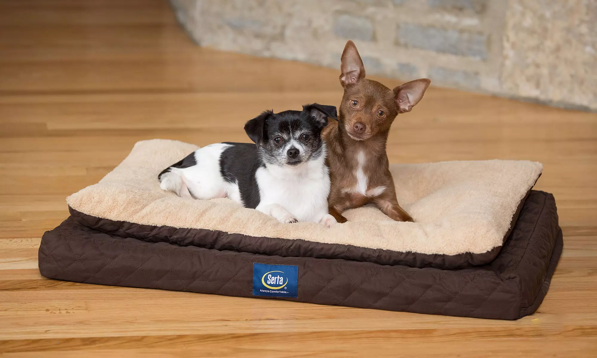 Serta Ortho Mattress Top Pet Bed - Primary Image