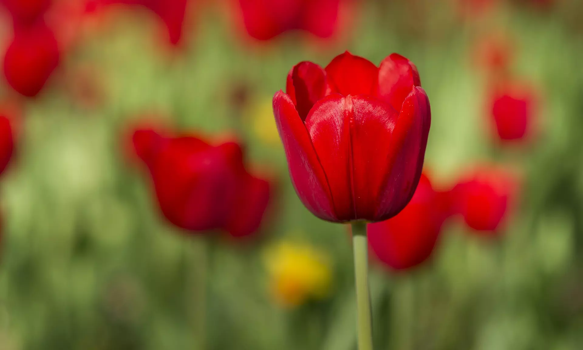 Scarlet Red Skyscraper Tulip Flowers (10, 20, & 40 Bulbs With Planting Tool)