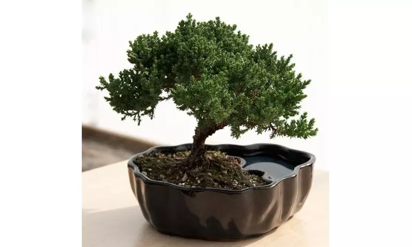 Zen Reflections Juniper Bonsai - Primary Image