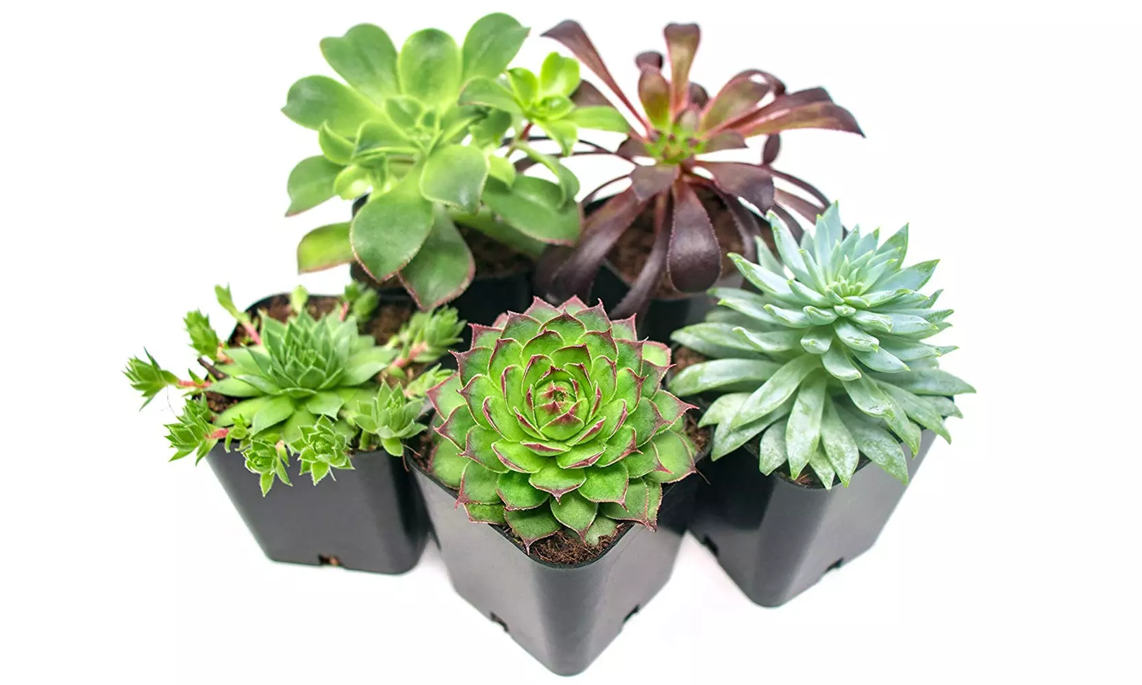 Succulent Plants (5 Pack), Fully Rooted in Planter Pots with Soil - Primary Image