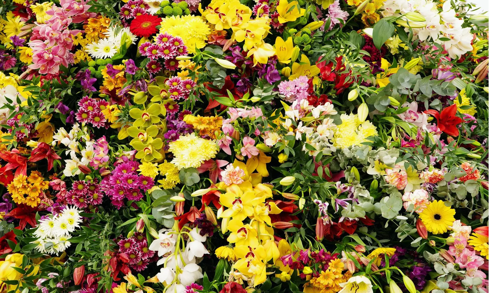 Pollinator Garden Party Mixed Flower Bulbs (100pk, 200pk, 400pk w/Planting Tool)
