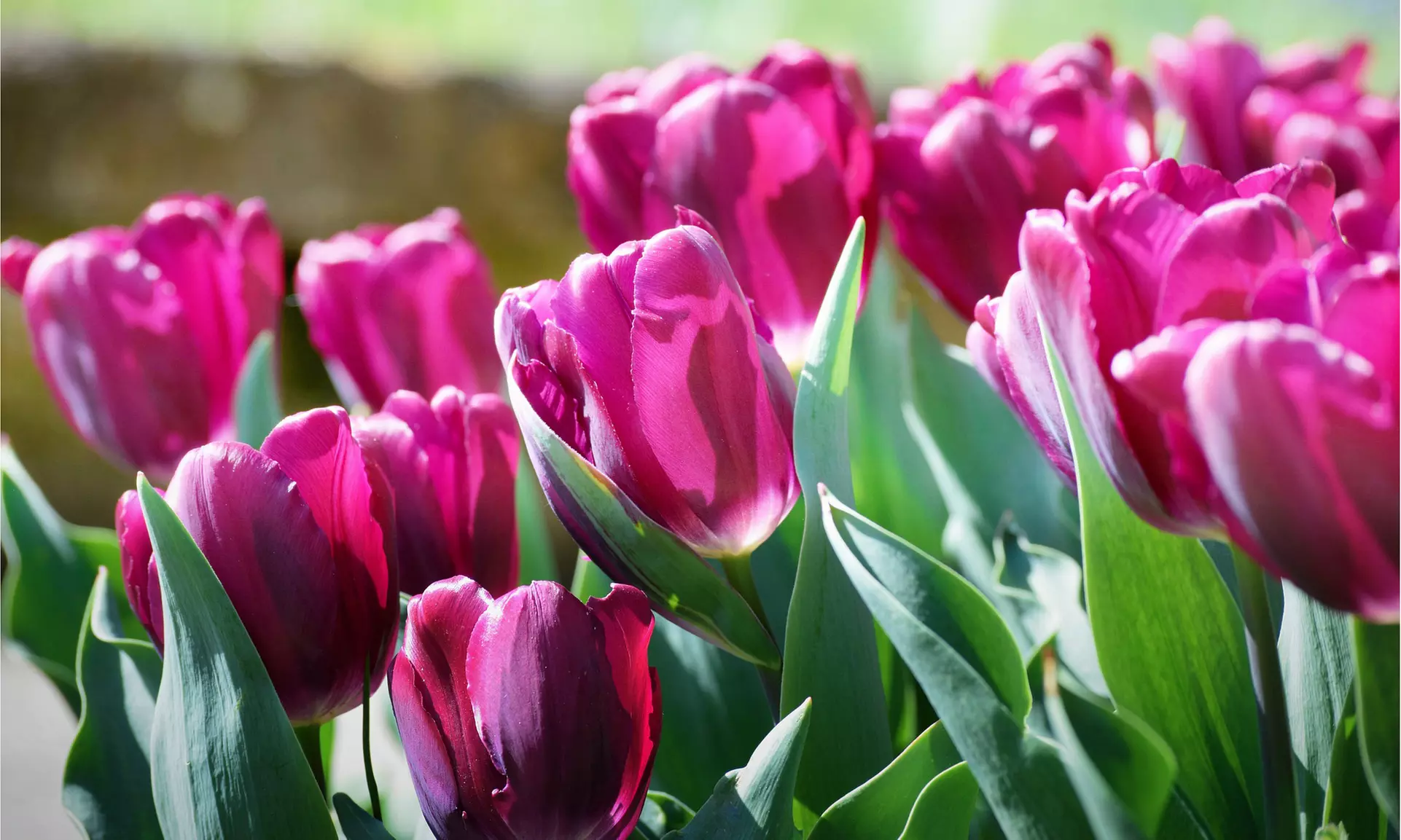 Lavender Purple Trophy Tulip Flowers (10, 20, & 40 Bulbs With Planting Tool)