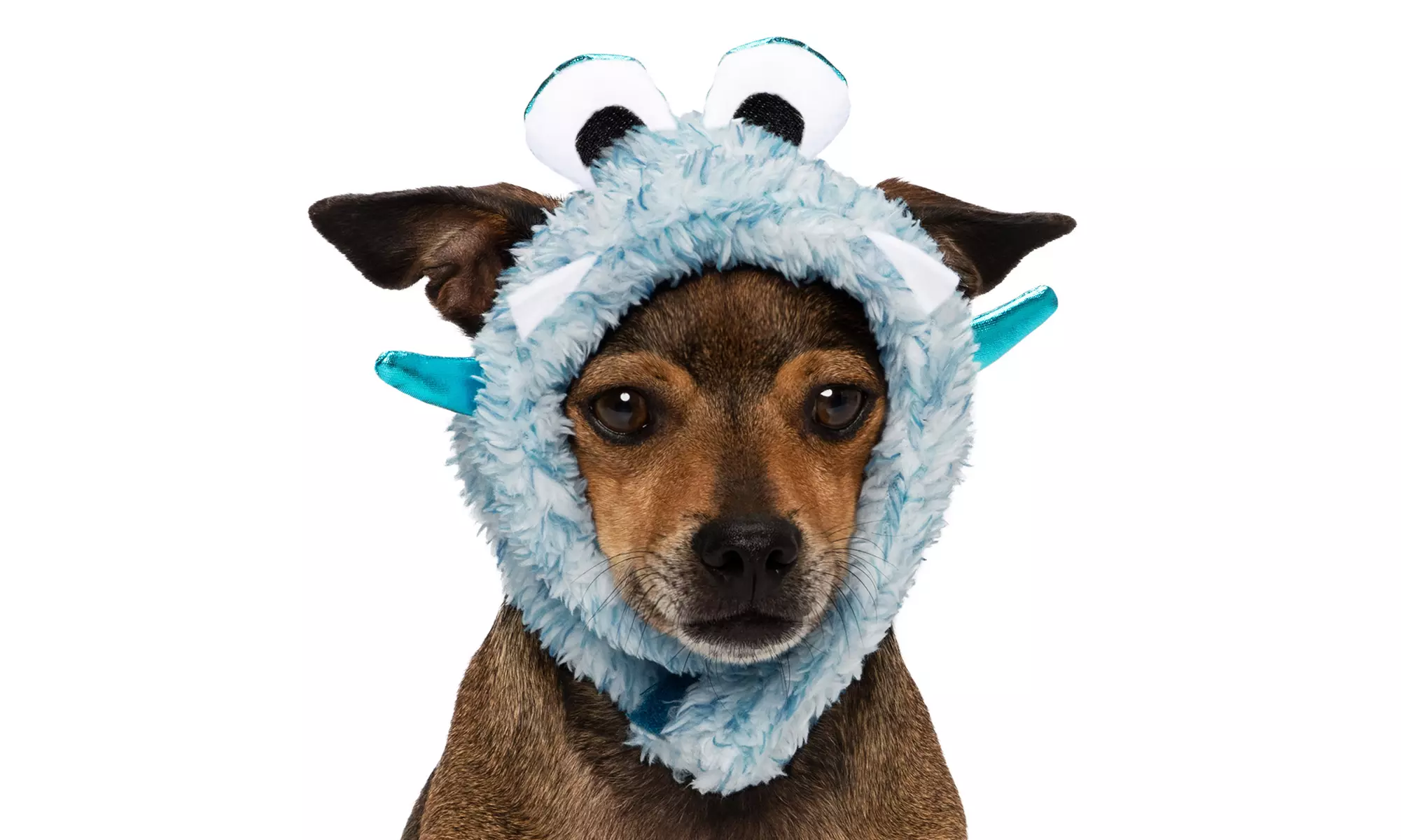 FurHaven Halloween Costume Flex-Fit Pet Costume Hat (Bat, Monster, Polar Bear)