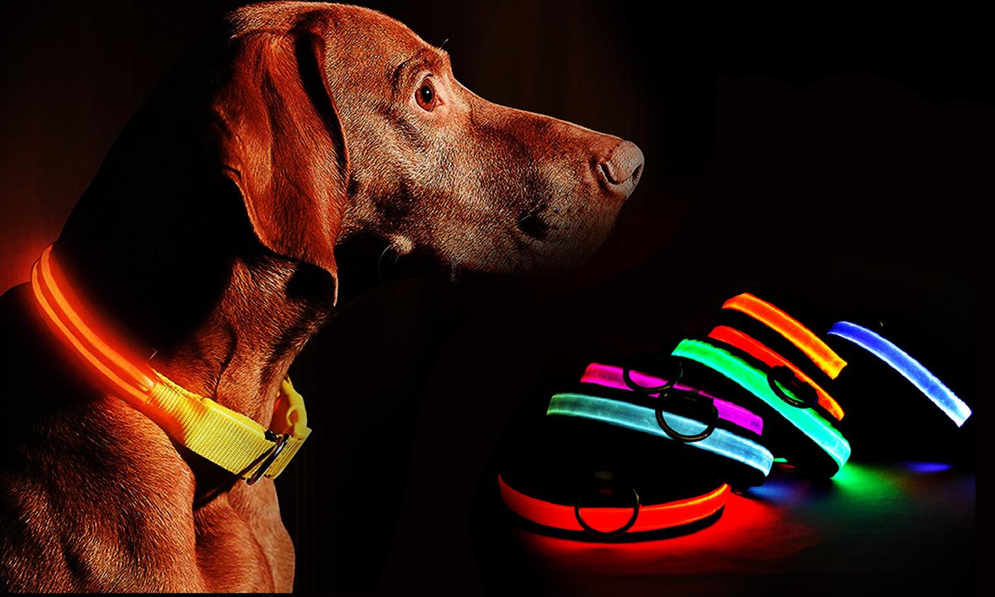 USB LED Dog Pet Light Up Safety Collar Night Glow Adjustable Bright Rechargeable