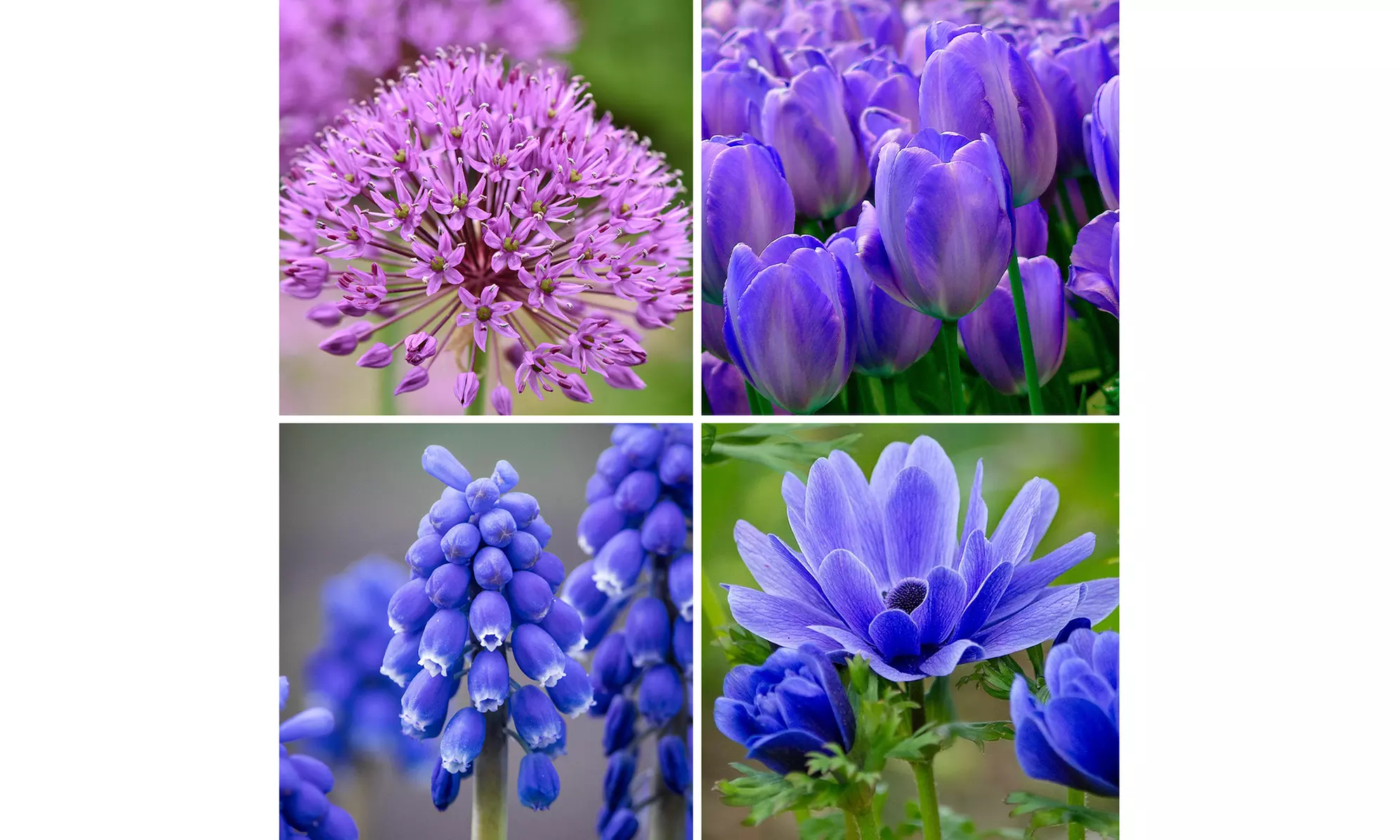 Hues of Blue Flower Collection (40, 80, and 160 Bulbs with Planting Tool)