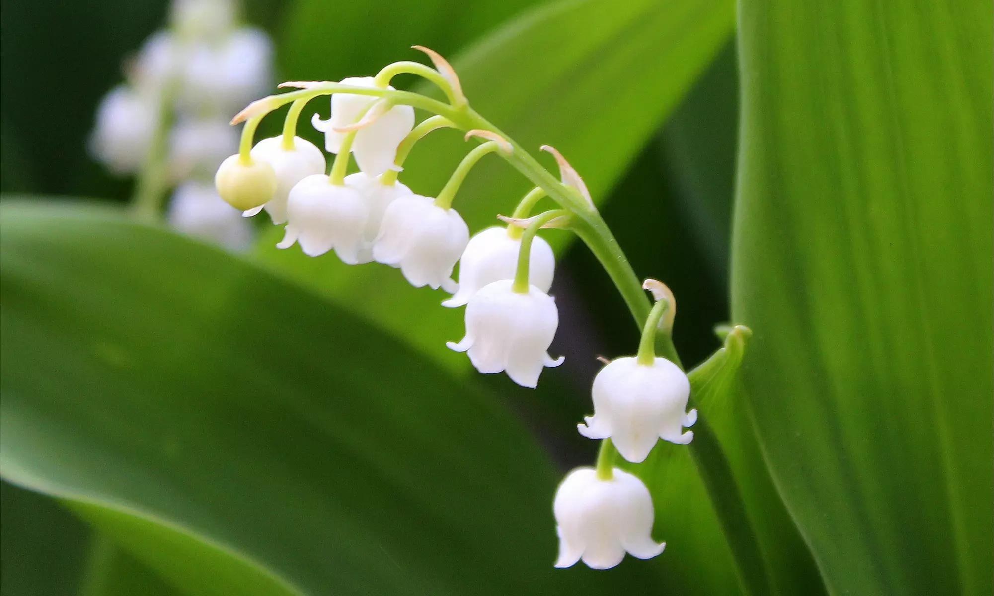 Sweet Lily Of The Valley Flower Bulbs (4-, 8-, 20-Pack With Bulb Planter)