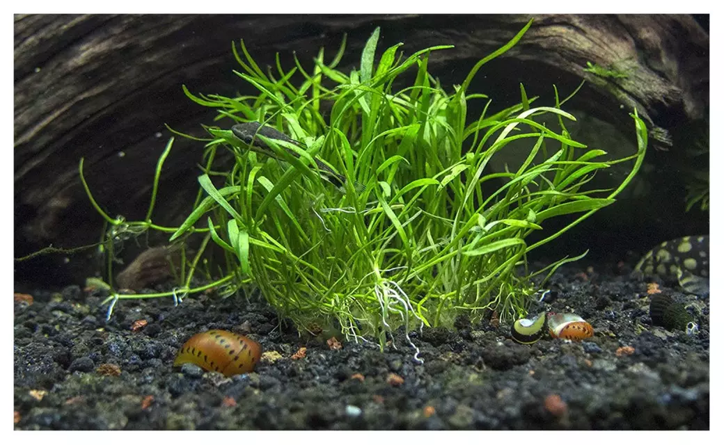 Micro Sword Bunch Lilaeopsis Novaezelandiae Live Aquarium Plants - Primary Image