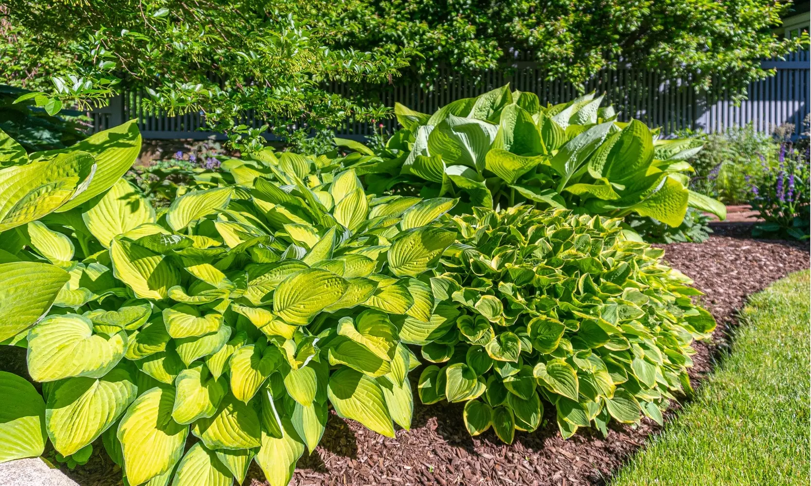 Shade Loving Low Maintenance Large Leaf Hardy Hostas-3 Bare Roots - 2 Varieties