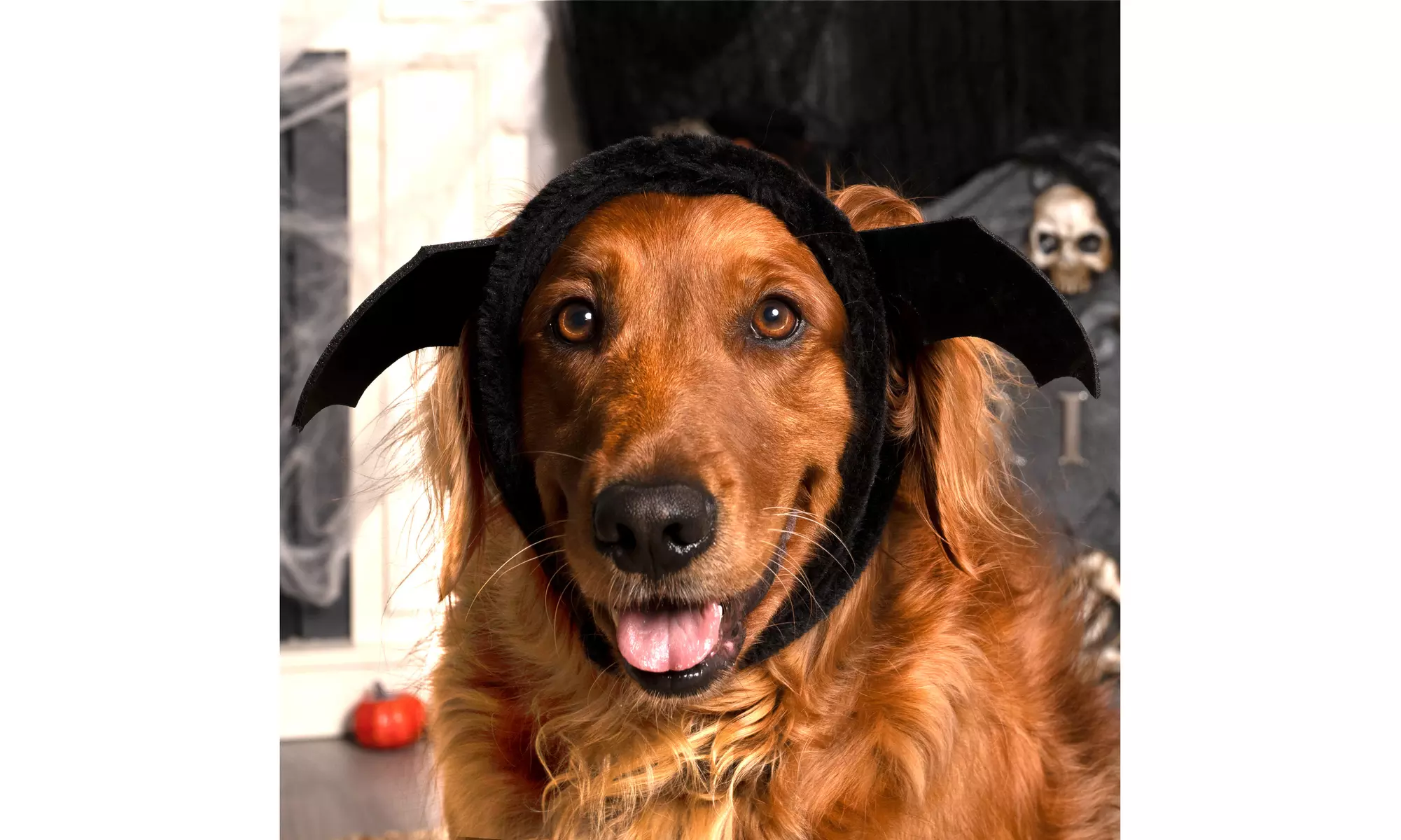 FurHaven Halloween Costume Flex-Fit Pet Costume Hat (Bat, Monster, Polar Bear)
