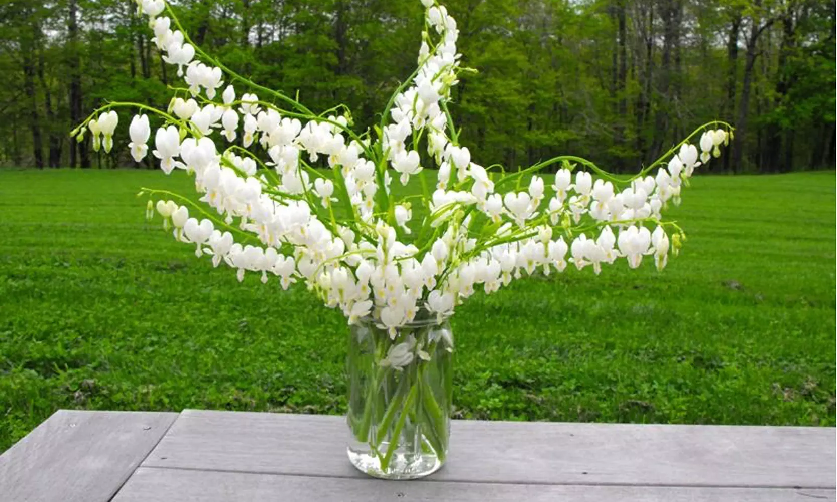 Bleeding Heart Flower Bulbs - Pink or White (2-, 4-, 8-Pack With Planting Tool)