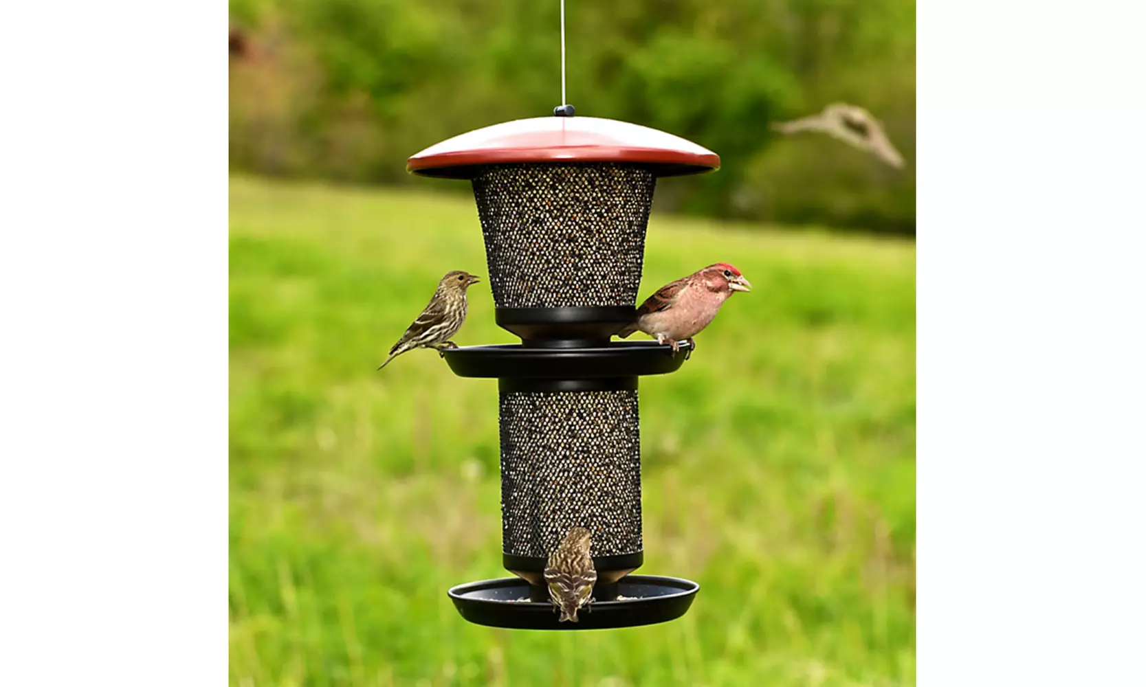 Perky-Pet RBMT00341 No/No Multi-Seed Wild Bird Feeder, Red & Black, 4 Lbs - Primary Image