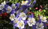 Sweet Caroline Columbine Flower Bulbs (10-, 20-, 50-Pack Planting Tool)