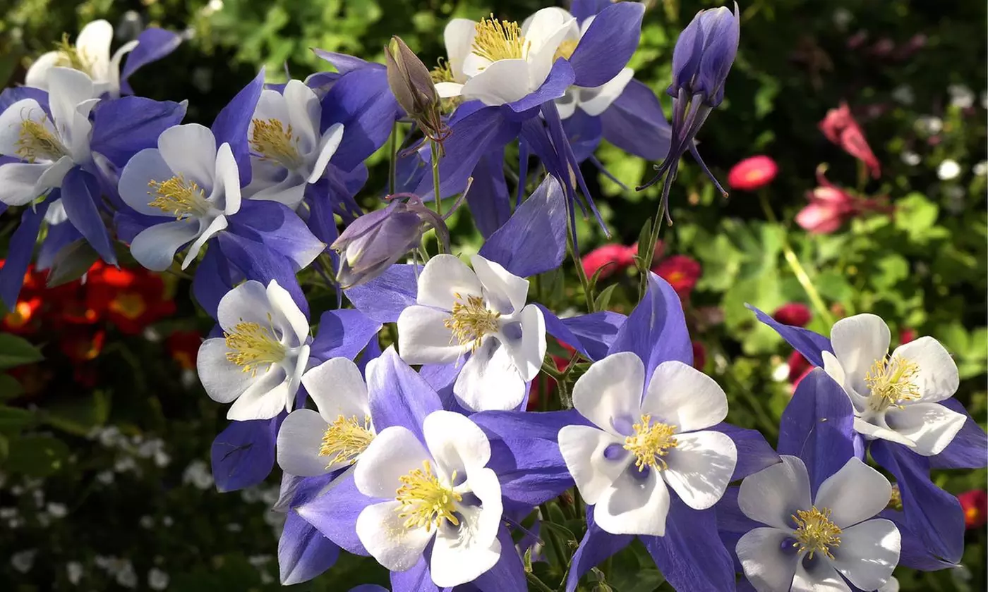 Sweet Caroline Columbine Flower Bulbs (10-, 20-, 50-Pack Planting Tool) - Primary Image