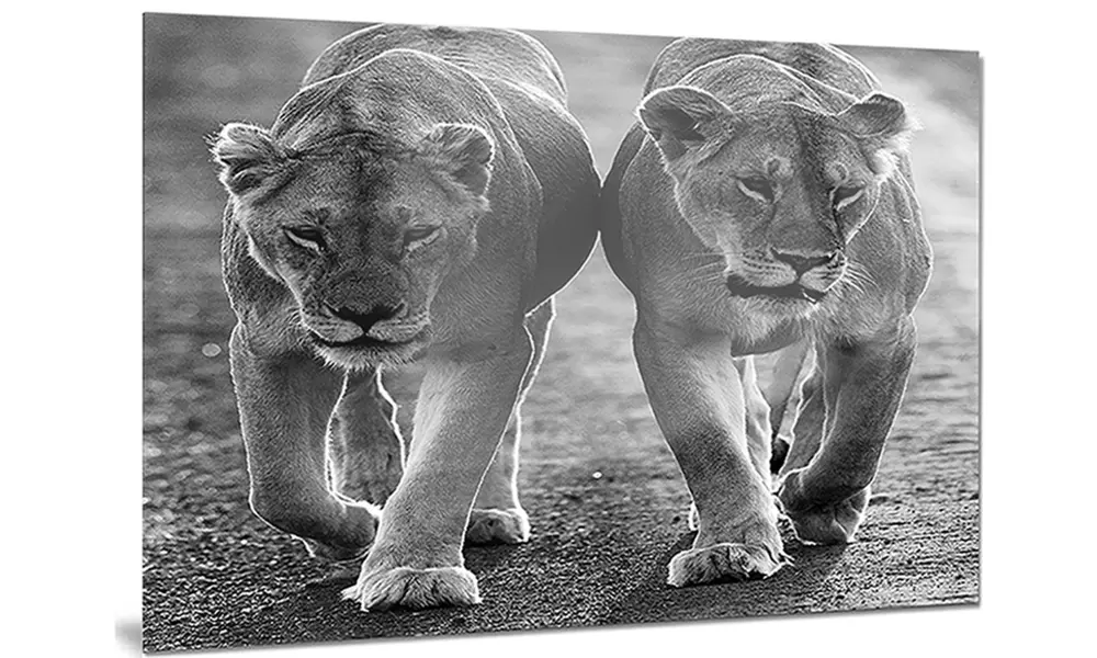 Lions in Black and White Animal Photo Metal Wall Art 28x12 - Primary Image