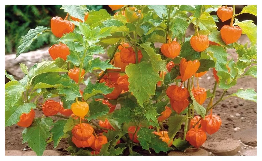 Chinese Lantern Physalis alkekengi 50 Seeds Exotic Garden Flower Plant - Second Medium