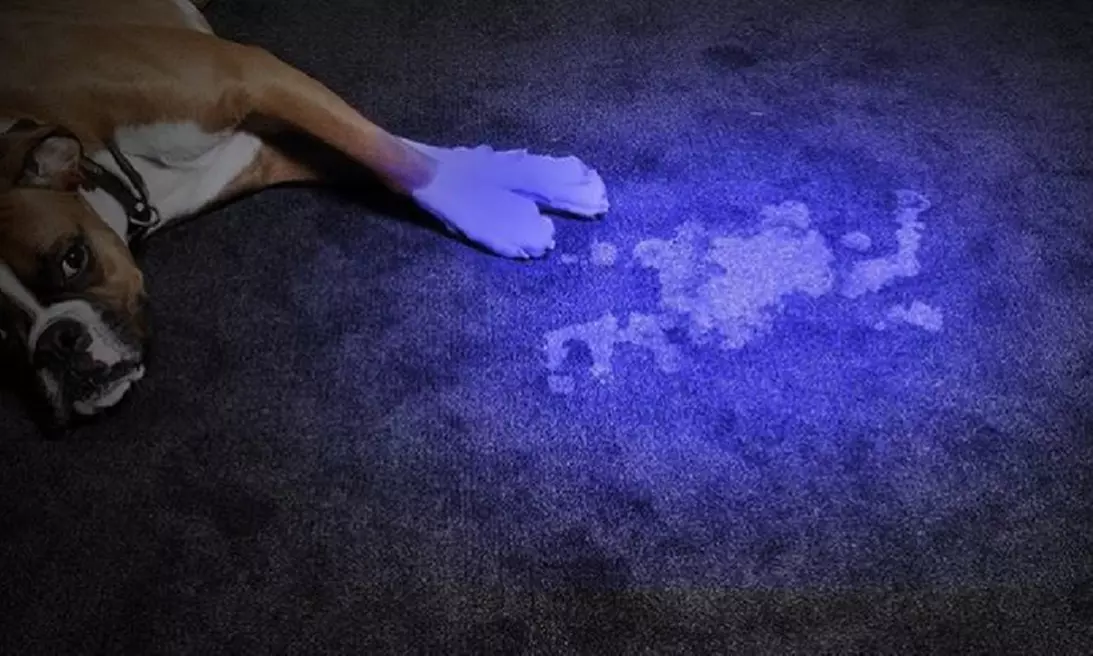Pet Urine Detector UV Flashlight (1- or 2-Pack) - Primary Image