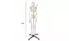 Life Size Medical Anatomical Human Skeleton Model with Rolling Stand 180cm/70.8"