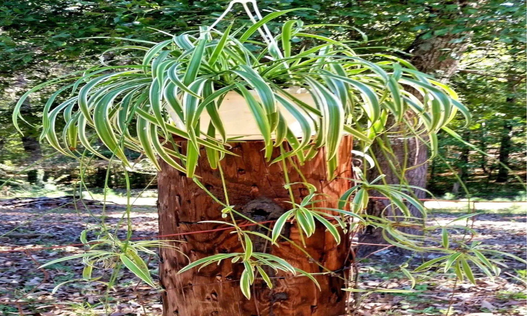 Green & White Striped, Well Rooted Spider Plant Babies  - Second Medium