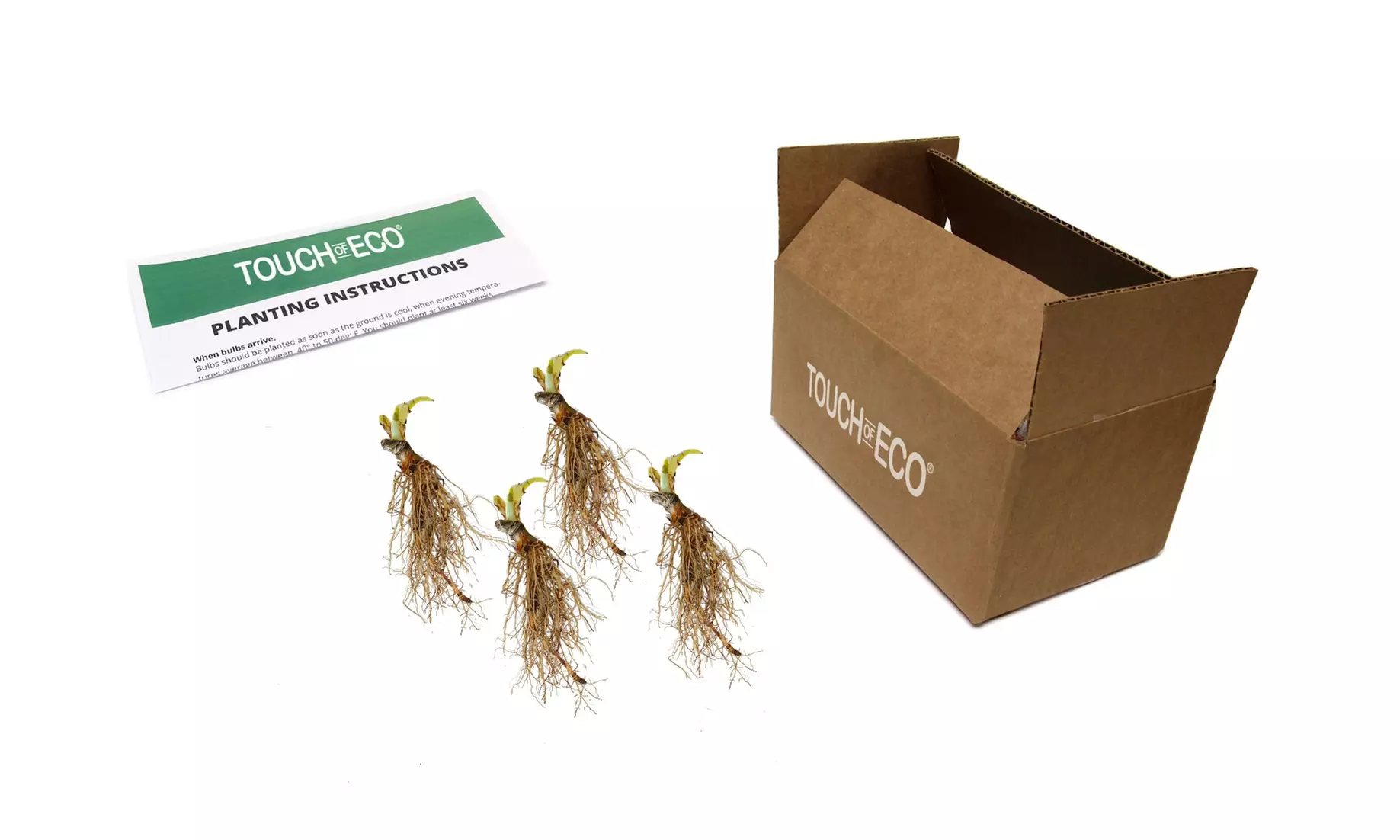 White Feather Trimmed Hosta Bare Roots (2-, 4-, 8-Pack With Planting Tool)
