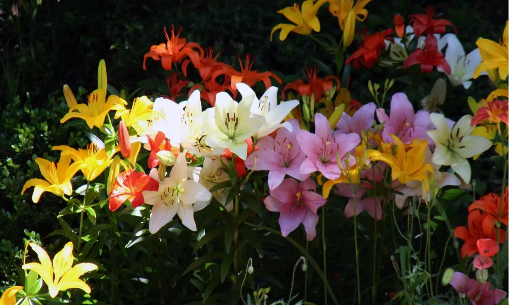 Lovely Lilies Colorful Mixed Flower Bulbs(10-, 20-, 50-Pack with Planting Tool)