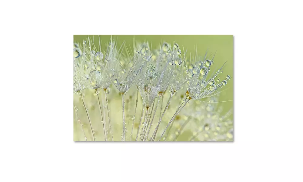 Cora Niele 'Dandelion Dew I' Canvas Art - Primary Image