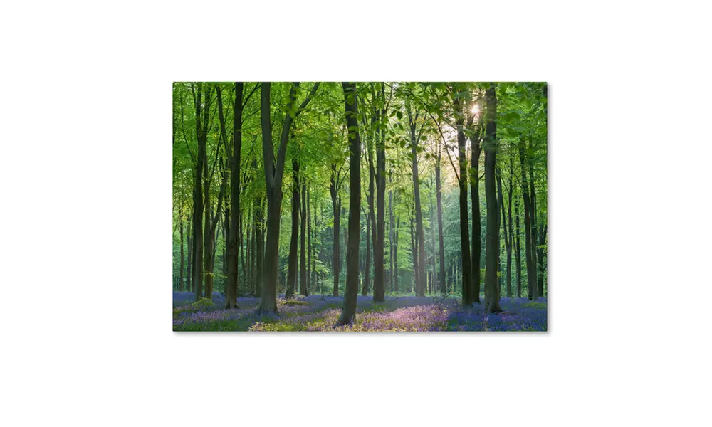 Adam Burton 'Spring Colours' Canvas Art - Second Medium