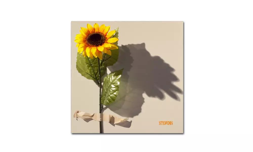 Roderick Stevens 'Sunflower' Canvas Art - Primary Image