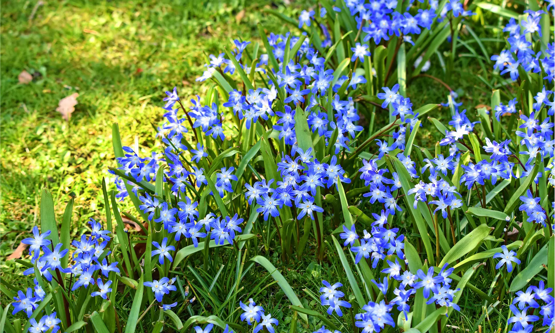 Rock Garden Mixed Flower Collection (55, 110, & 220 Bulbs with Planting Tool)