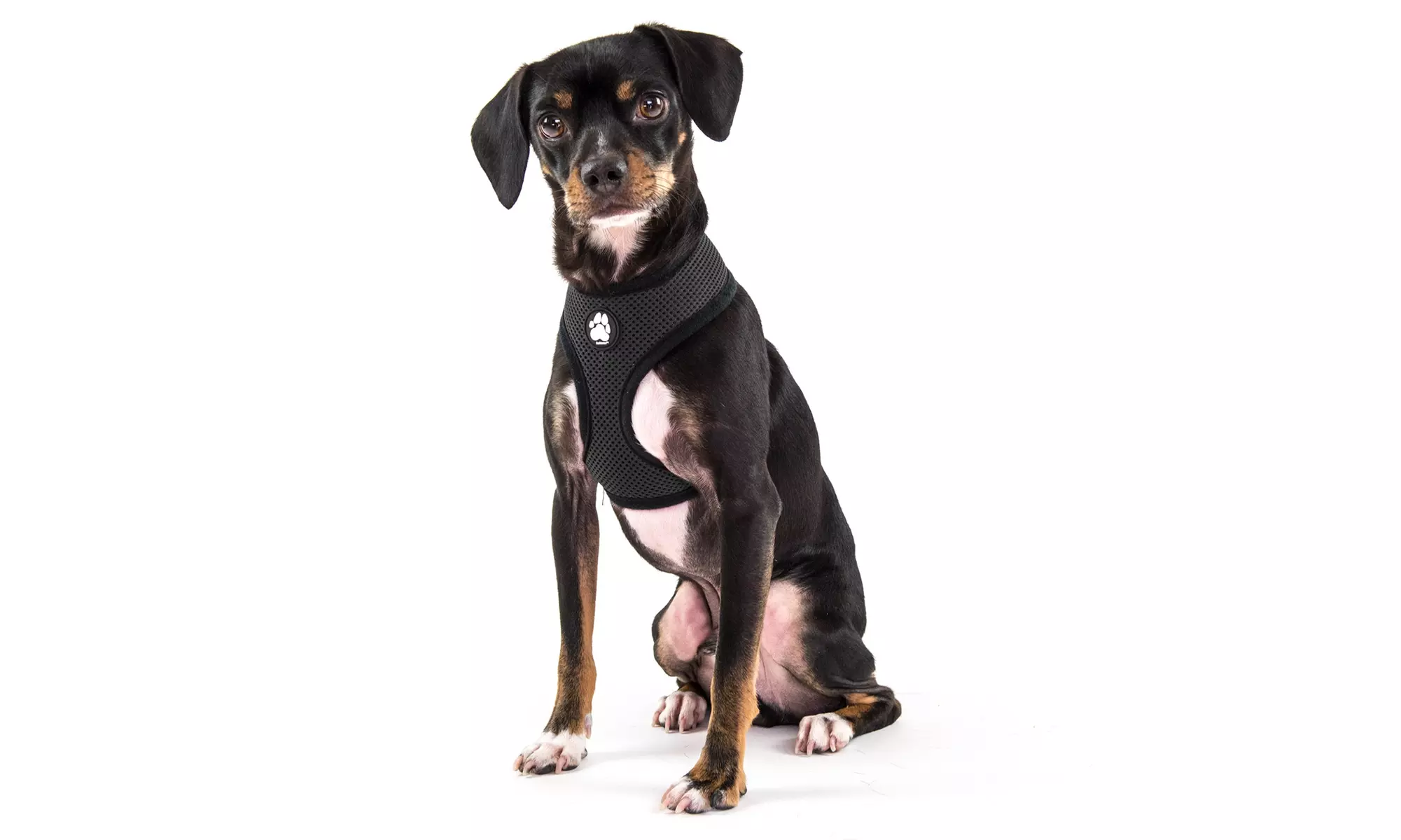 FurHaven Pet Easy Comfort Mesh Dog Harness