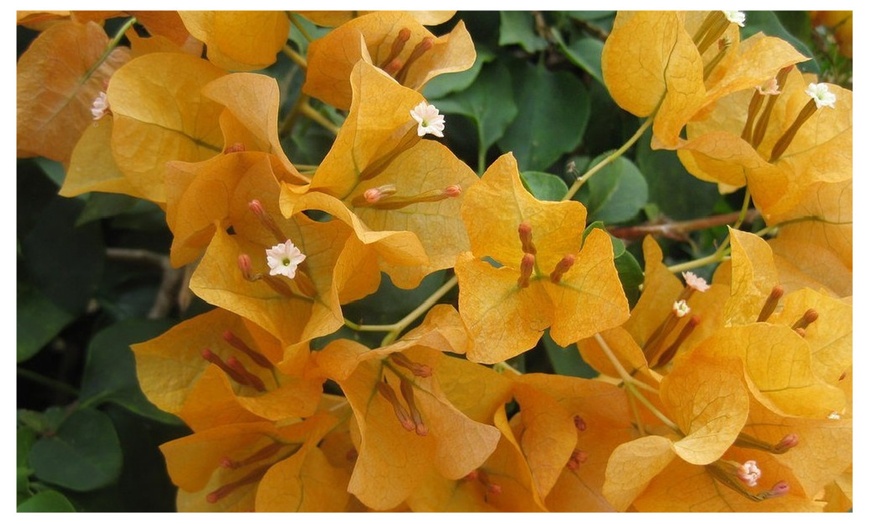 Up To 60% Off on Bougainvillea Rainbow Gold Ou... | Groupon Goods