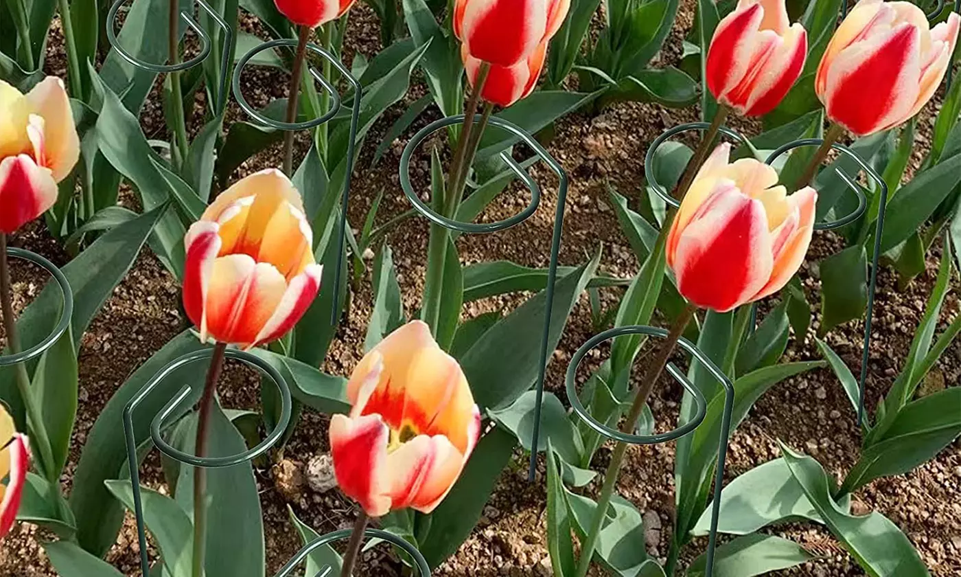iNova 10"/16" Garden Plant Support Stakes Flower Single Stem Support (10-Pack)