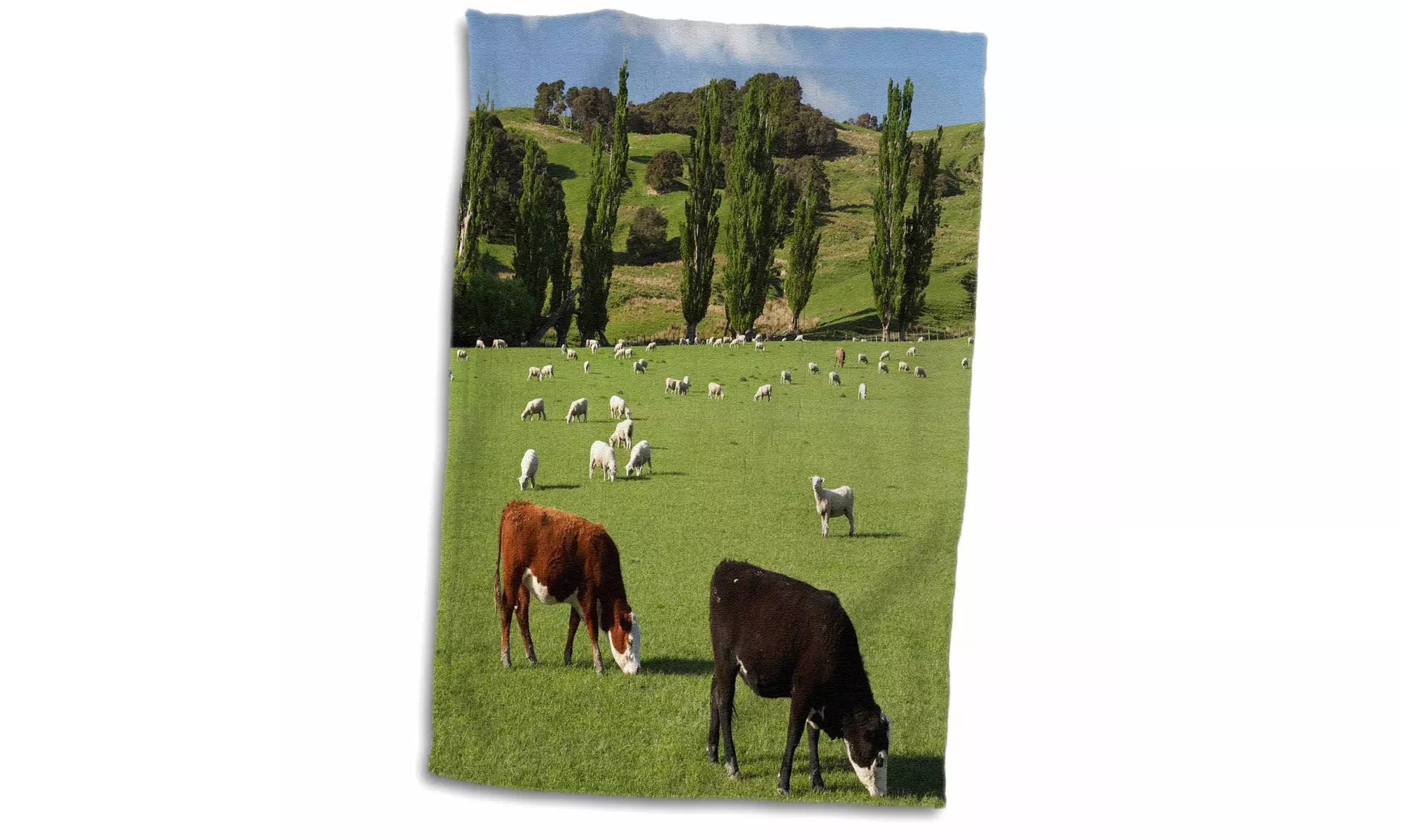  Towel - Farm animals,Cows,Sheep,Masterton,New Zealand-AU02 DWA6395 - David wall - Primary Image