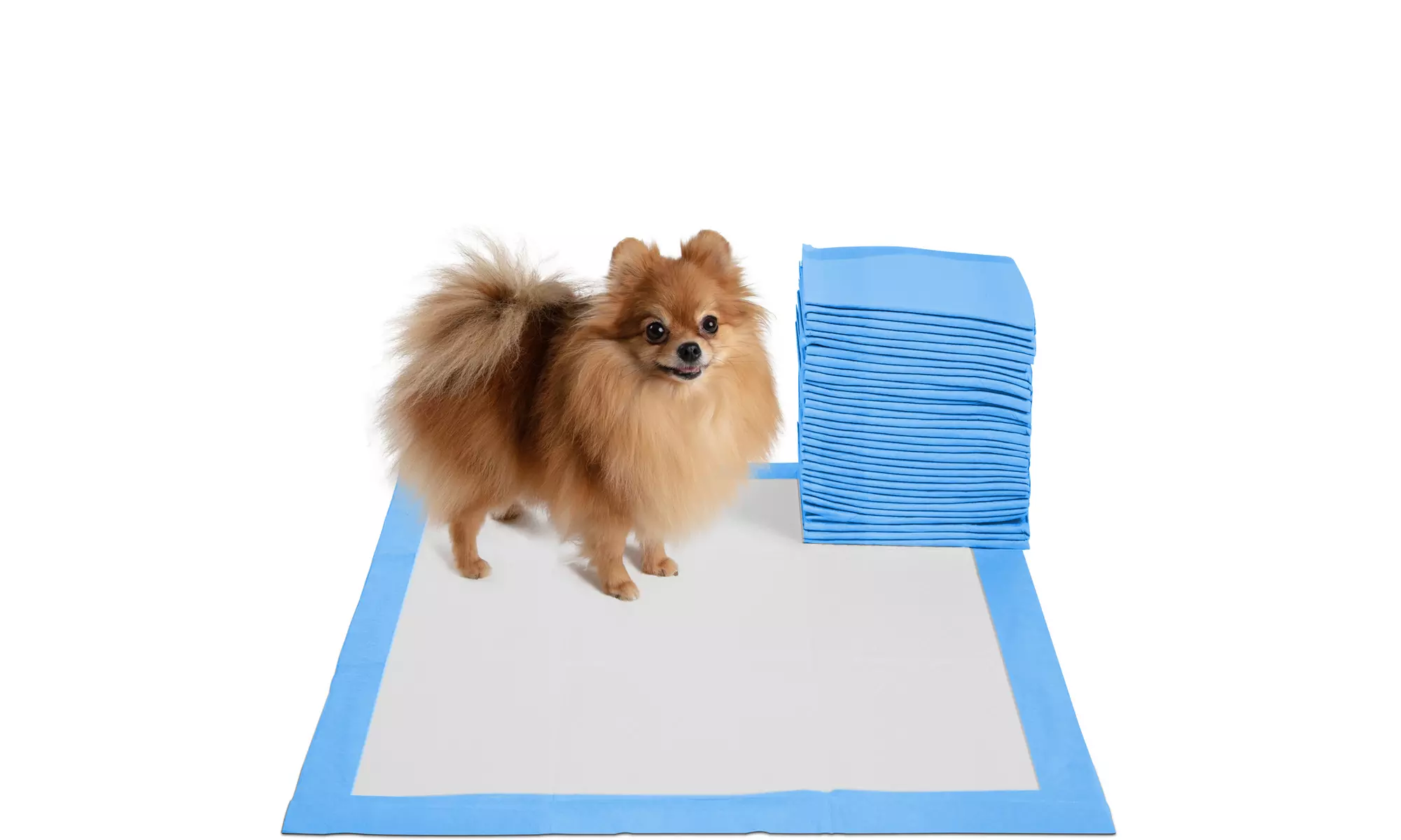 Paws & Pals 5-Layer Leak-proof Pet Puppy Potty Training Pads Pack - Primary Image