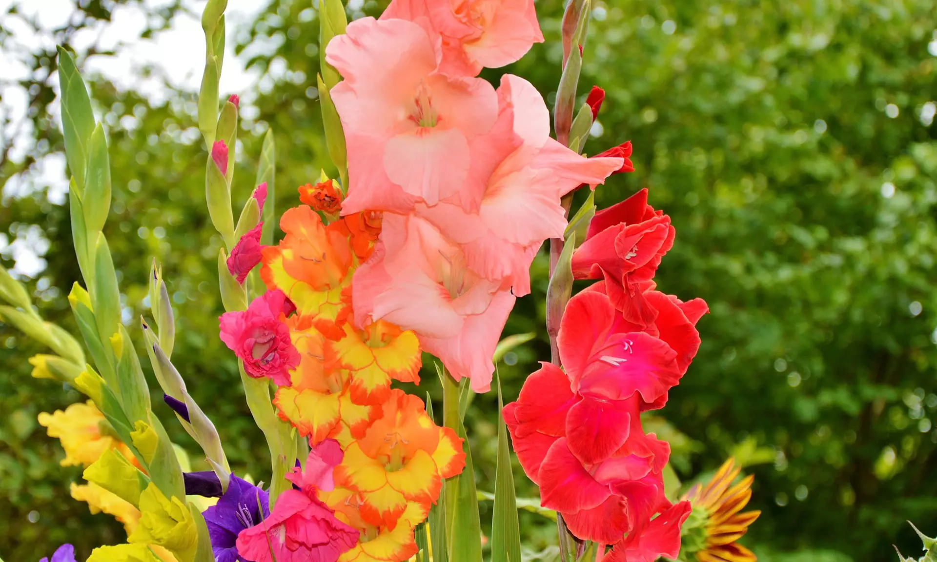 Giant Gladiolus Mixed Flower Bulbs (40-, 80-, 200-Pack with Planting Tool)