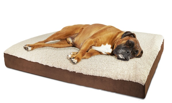 Groupon orthopedic best sale dog bed