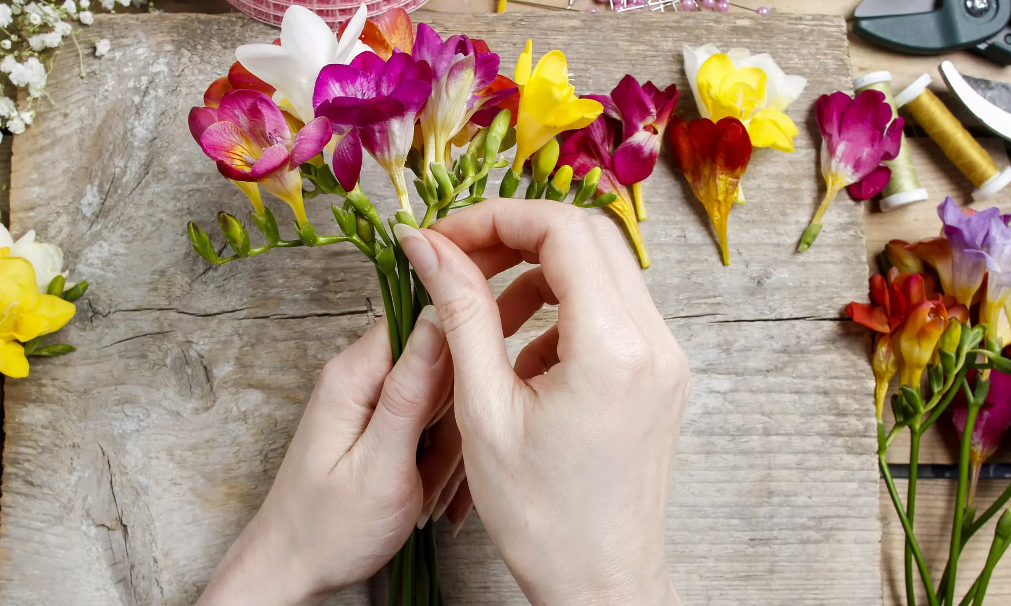 Famously Fragrant Mixed Freesia Flower Bulbs(30Pk,60Pk,or 150Pk w/Planting Tool)