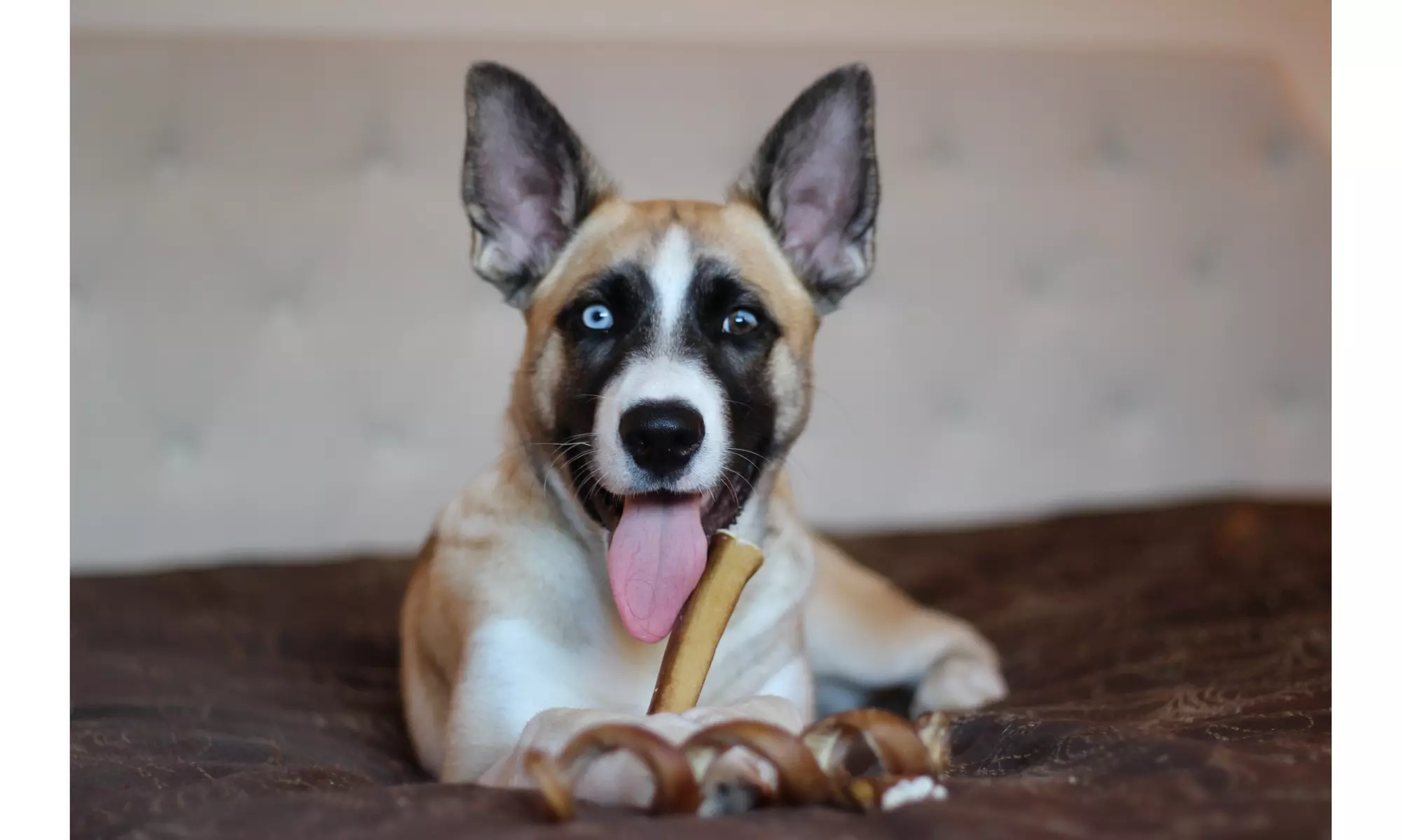 Bulk Straight Bully Sticks for Dogs (Sold by Weight) All Natural & Low Odor - Primary Image