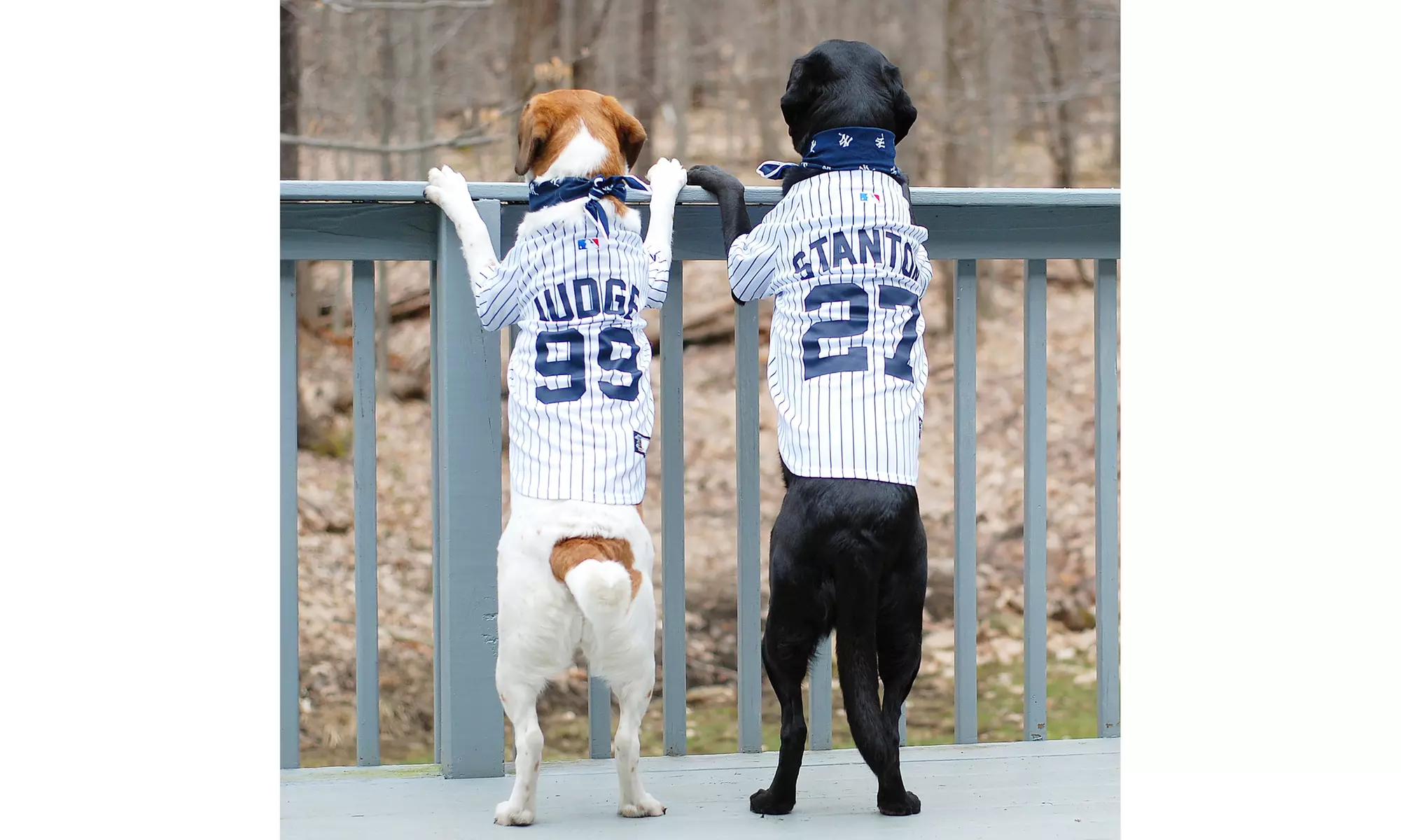 MLB Player Jersey - Primary Image