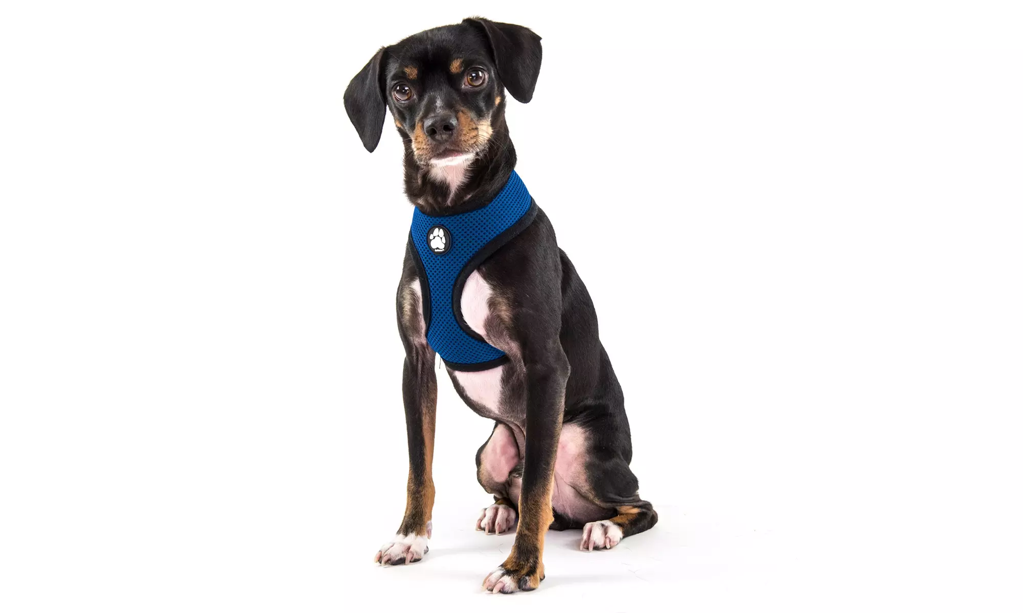 FurHaven Pet Easy Comfort Mesh Dog Harness