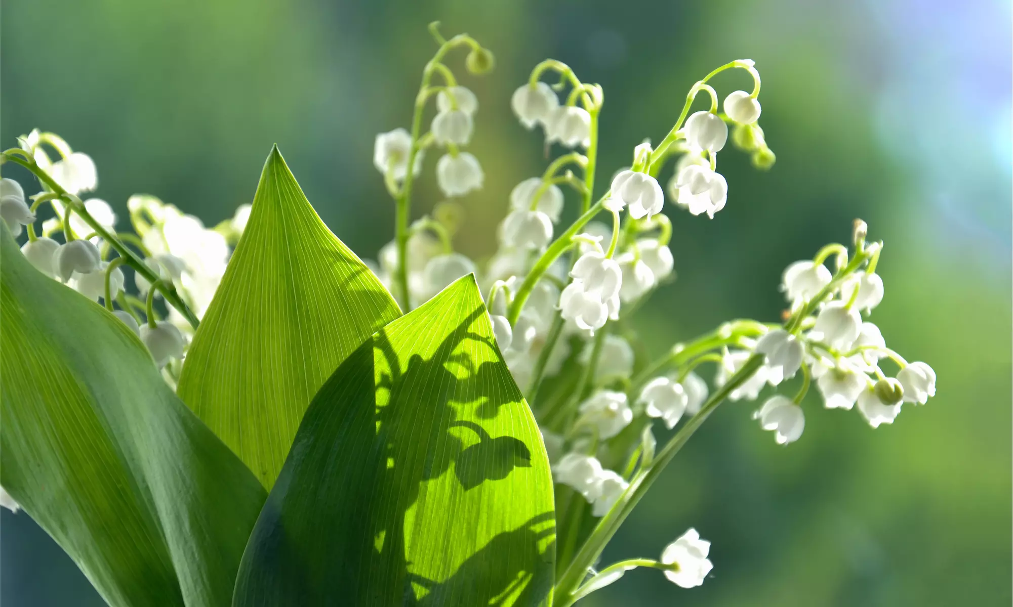 Sweet Lily Of The Valley Flower Bulbs (4-, 8-, 20-Pack With Bulb Planter)